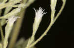 Roundleaf thoroughwort